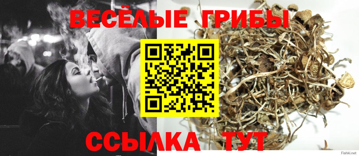 Псилоцибиновые грибы прущие грибы  Павлово  Псилоцибиновые грибы GOLDEN TEACHER 